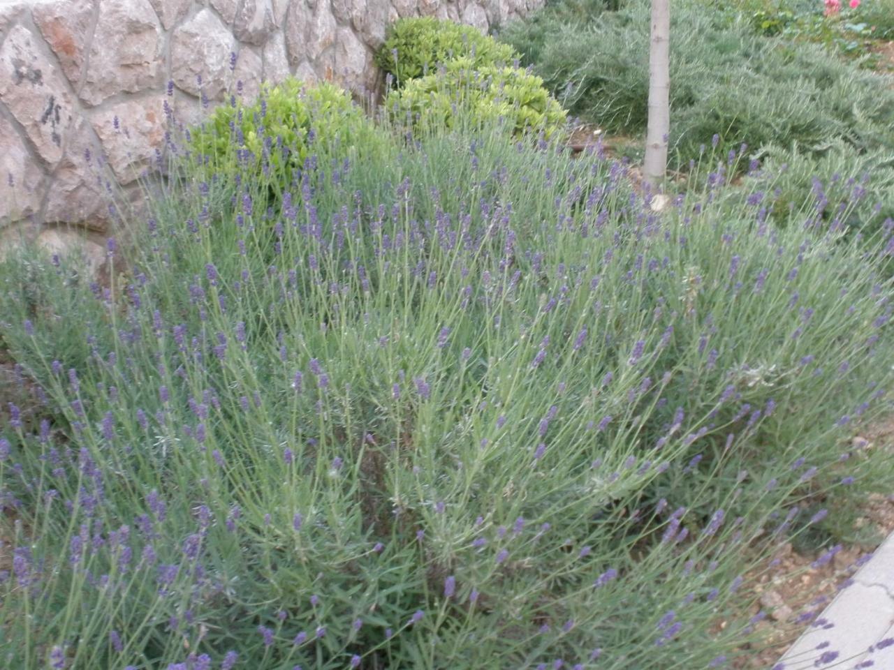 Villamarebaska מראה חיצוני תמונה